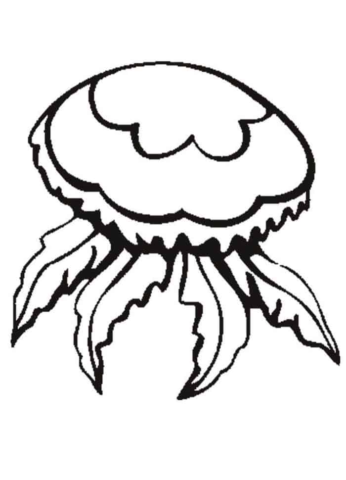 Jellyfish Coloring Book Pages