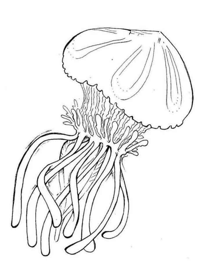 Jellyfish Coloring Pages For Boys
