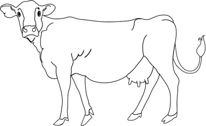 Jersey Cow Coloring Pages