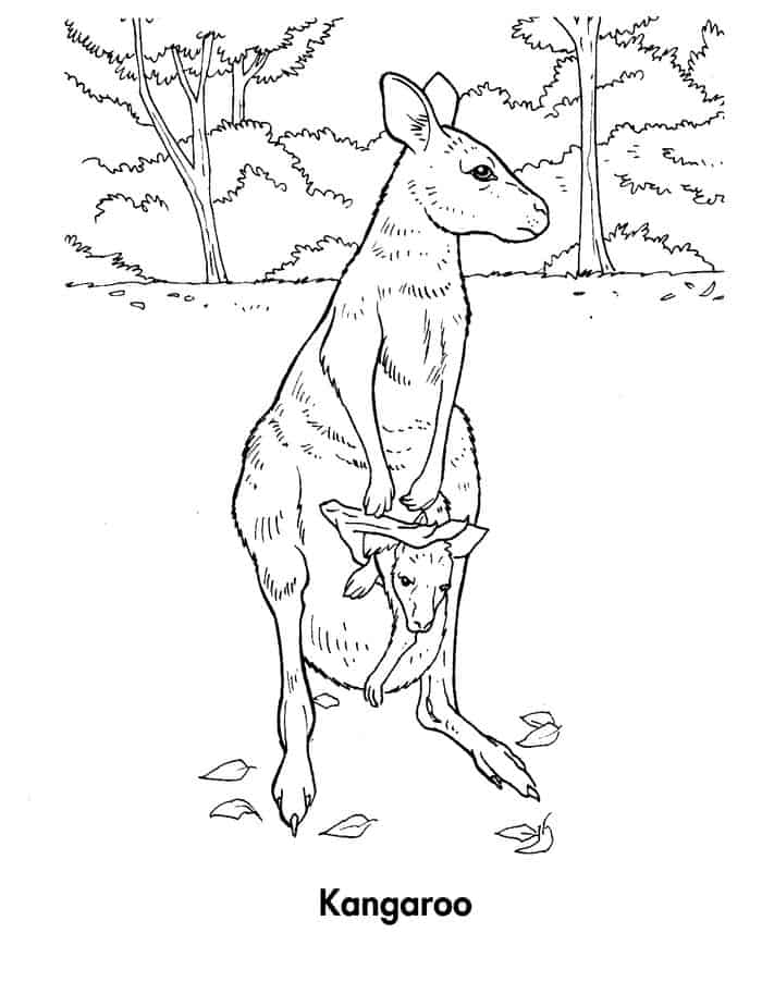 Kangaroo In Habitat Coloring Page