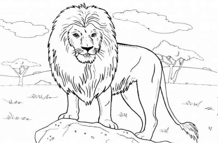 Lion Adult Coloring Pages