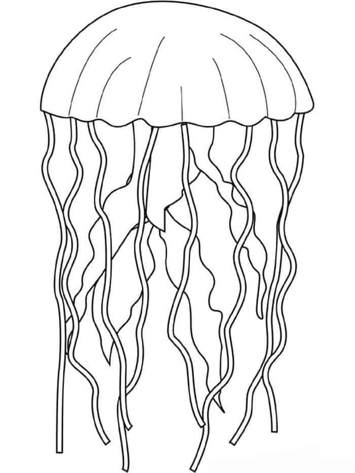 Orange Bell Jellyfish Coloring Pages