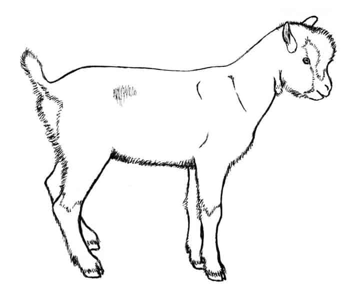 Pigmy Goat Coloring Pages To Print