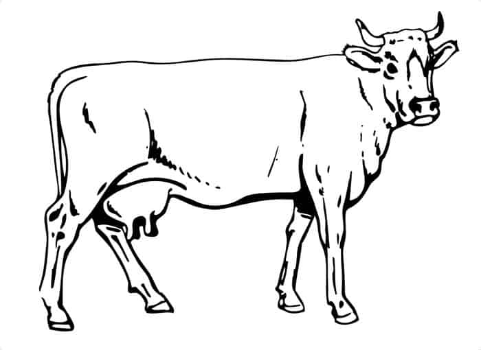 Printable Adult Coloring Pages Cow