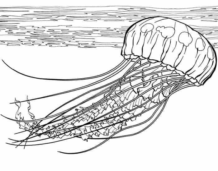 Printable Adult Coloring Pages Jellyfish