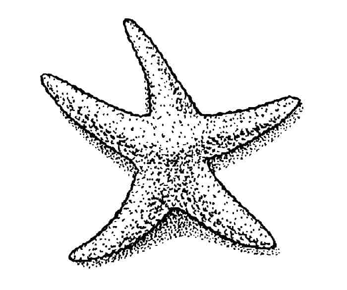 Printable Realistic Starfish Coloring Pages