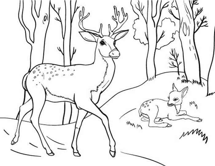 Real Deer Coloring Pages