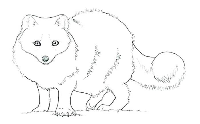 Realistic Fox Coloring Pages