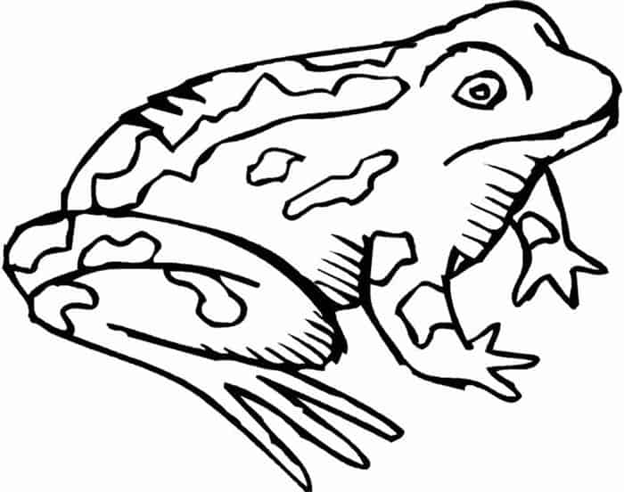Realistic Frog Coloring Pages