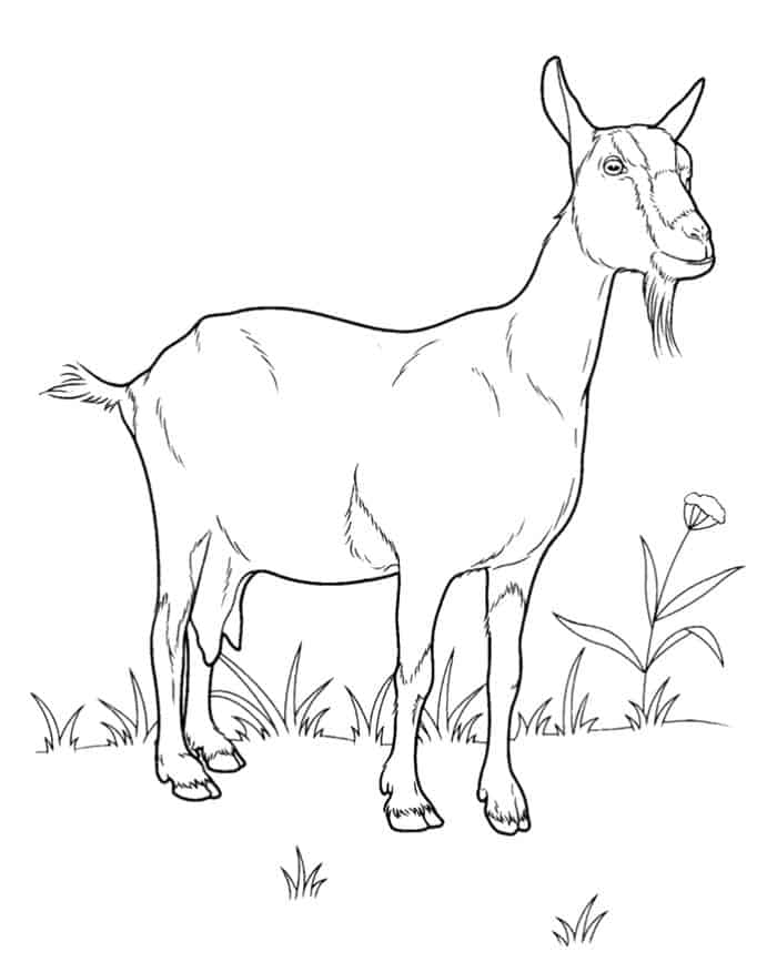 Realistic Goat Coloring Pages