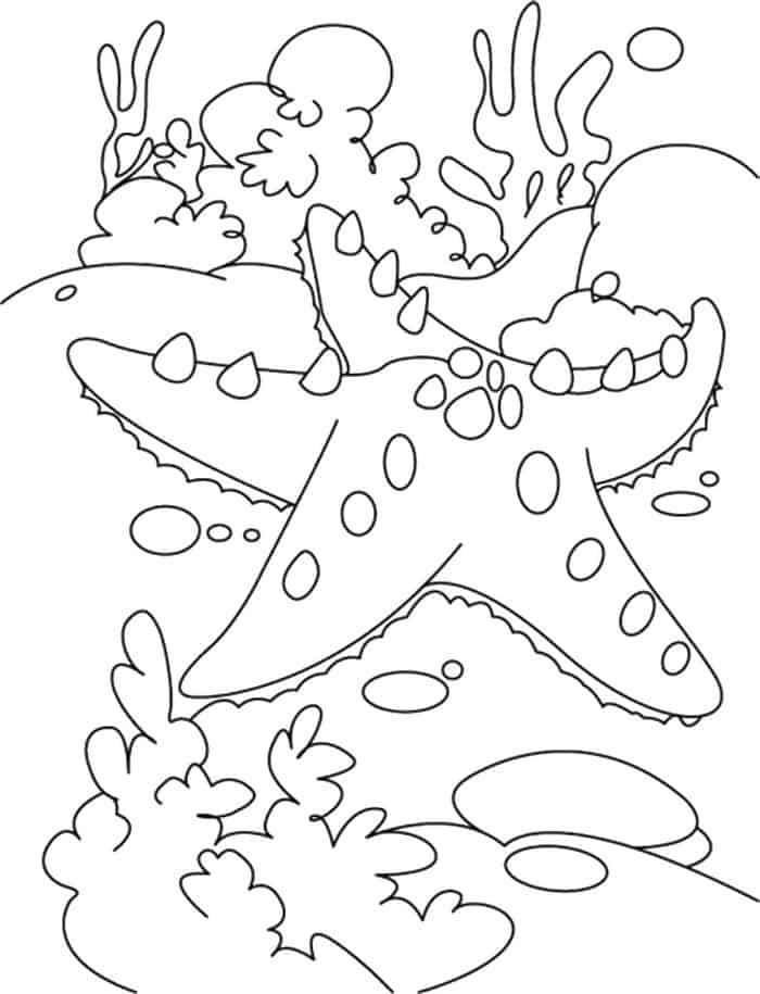 Starfish Coloring Pages For Adults Printable