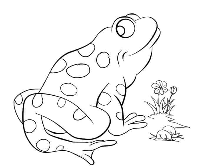 Tree Frog Coloring Pages