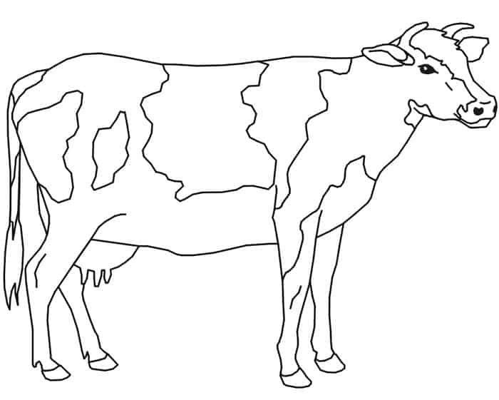 White Cow Coloring Pages