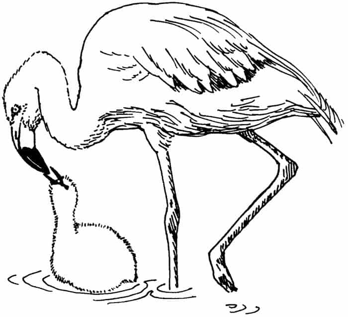 baby flamingo coloring pages
