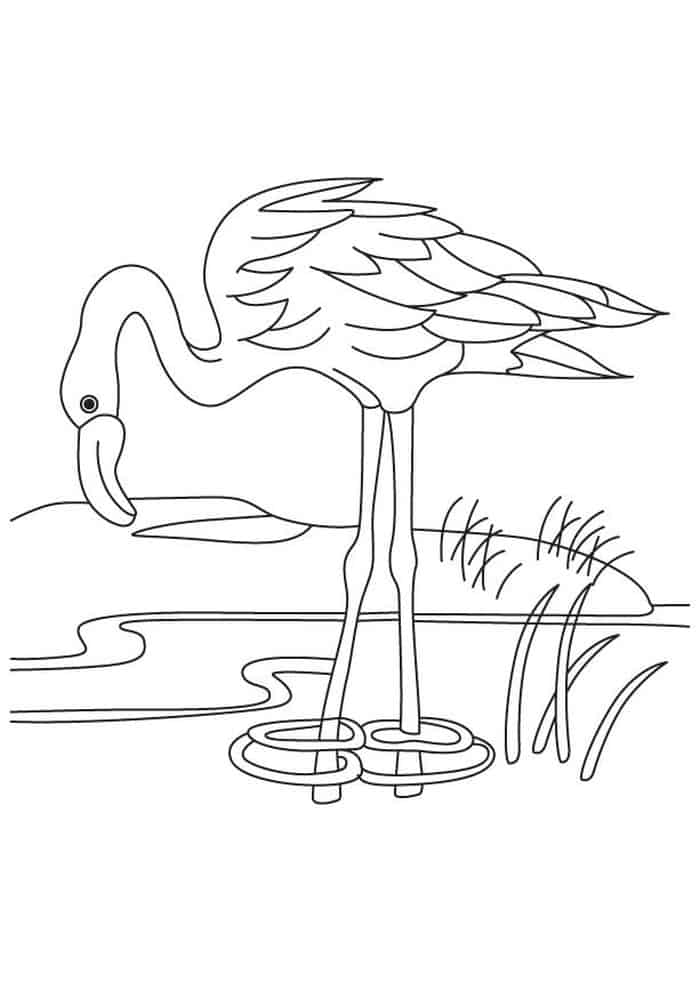 coloring pages flamingo printable