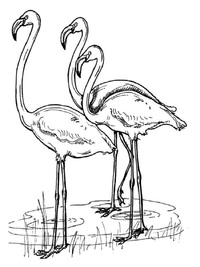 flamingo coloring pages adults printable