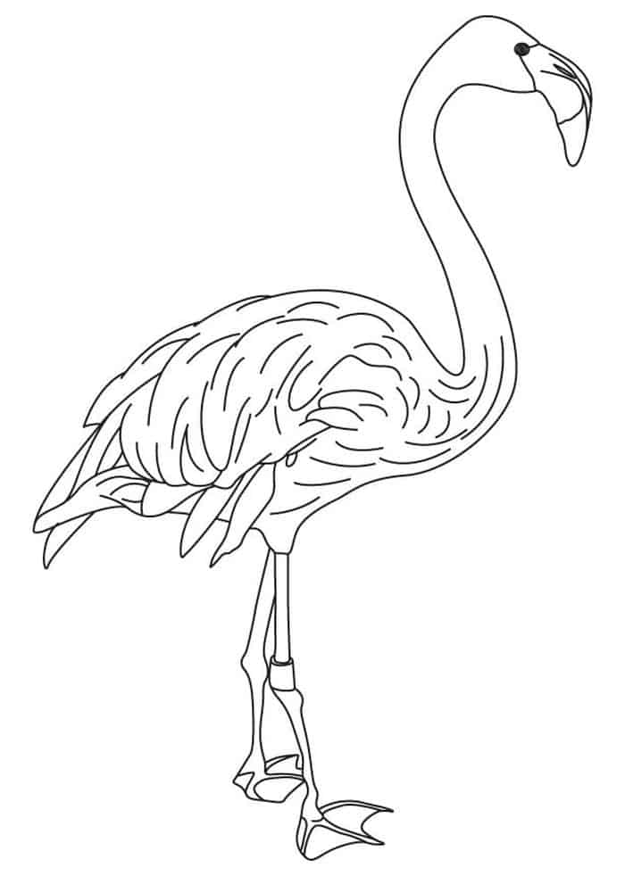 flamingo coloring pages for grown ups