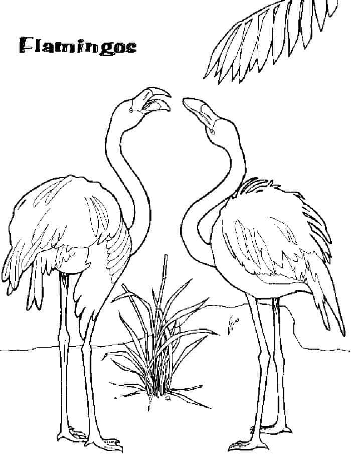flamingo hard coloring pages
