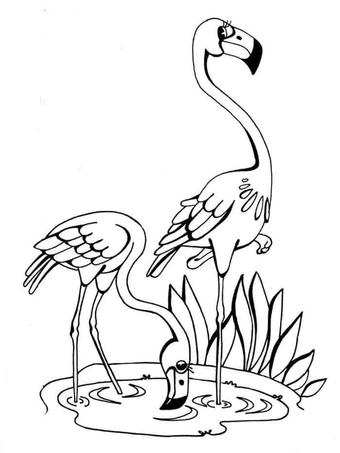 free coloring pages flamingo