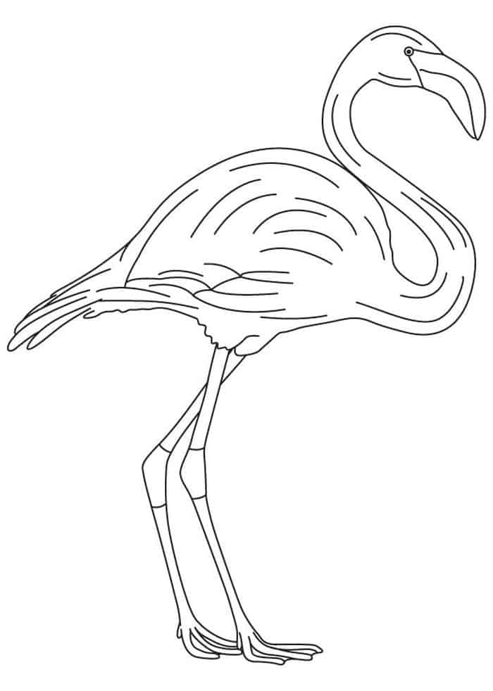 pink flamingo coloring pages
