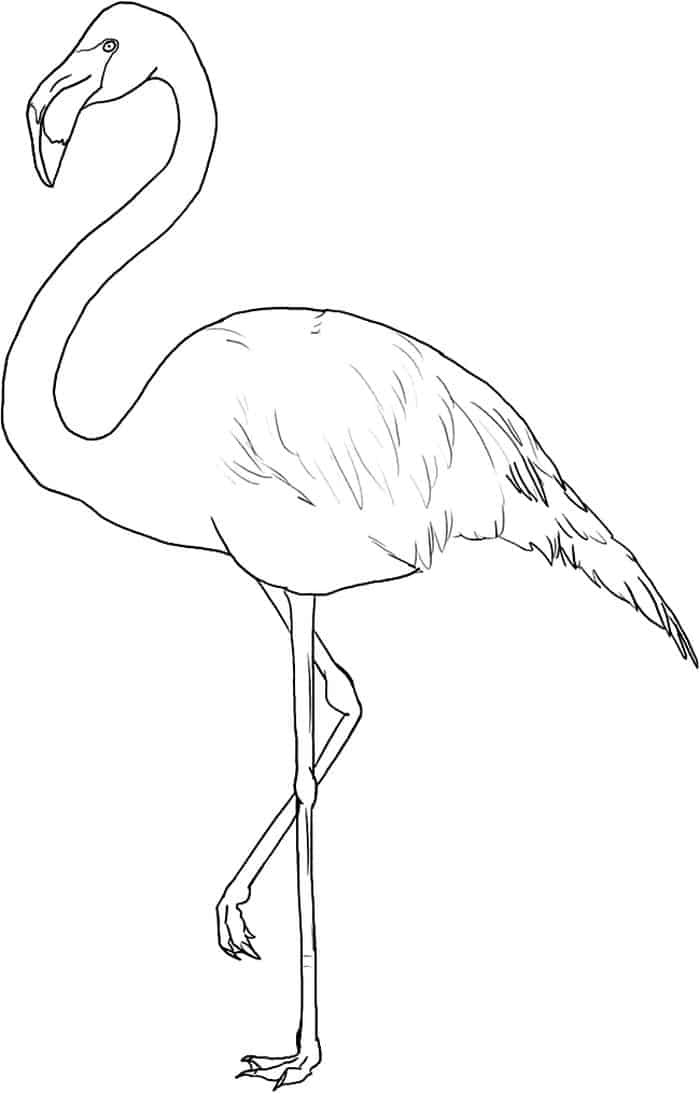 pink teen coloring pages animal flamingo