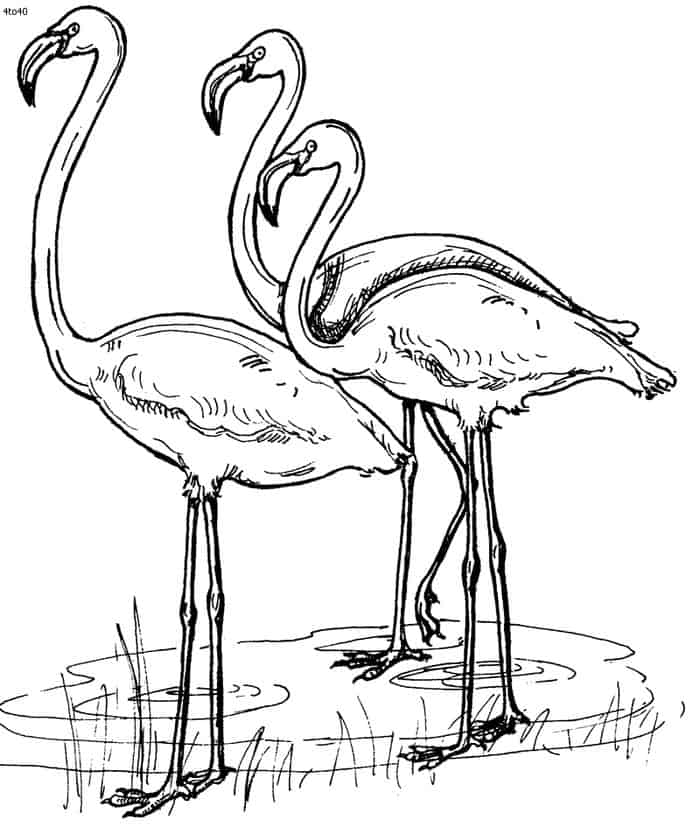 realistic flamingo coloring pages