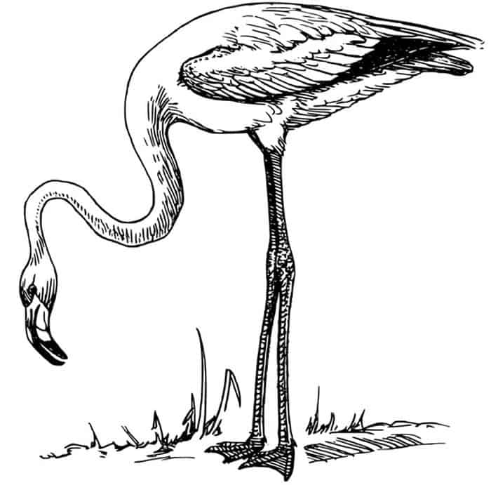 relistic flamingo coloring pages