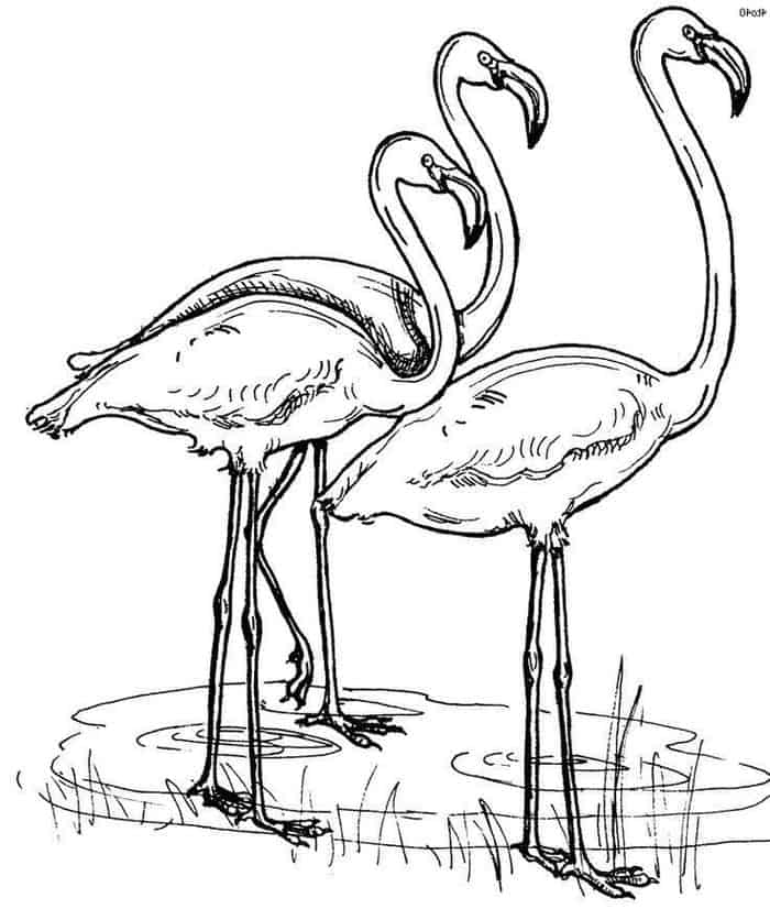 wild animals flamingo coloring pages print out