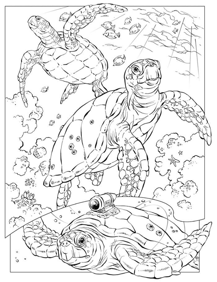 Adult Coloring Pages Hard Sea Animals