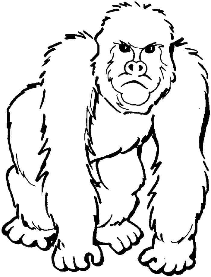 Adult Coloring Pages Printable Gorilla
