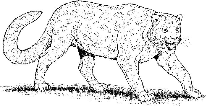 Amur Leopard Habitat Coloring Pages