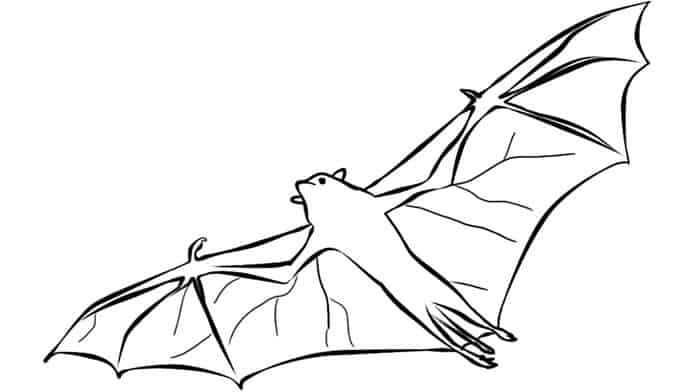 Bat Animal Coloring Pages