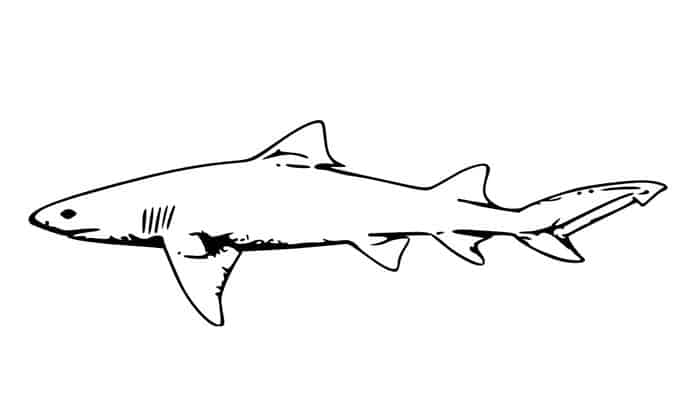 Black Tip Reef Shark Coloring Pages