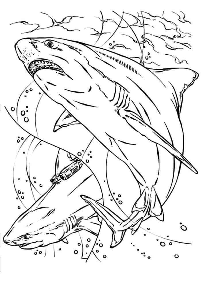 Bull Shark Coloring Pages