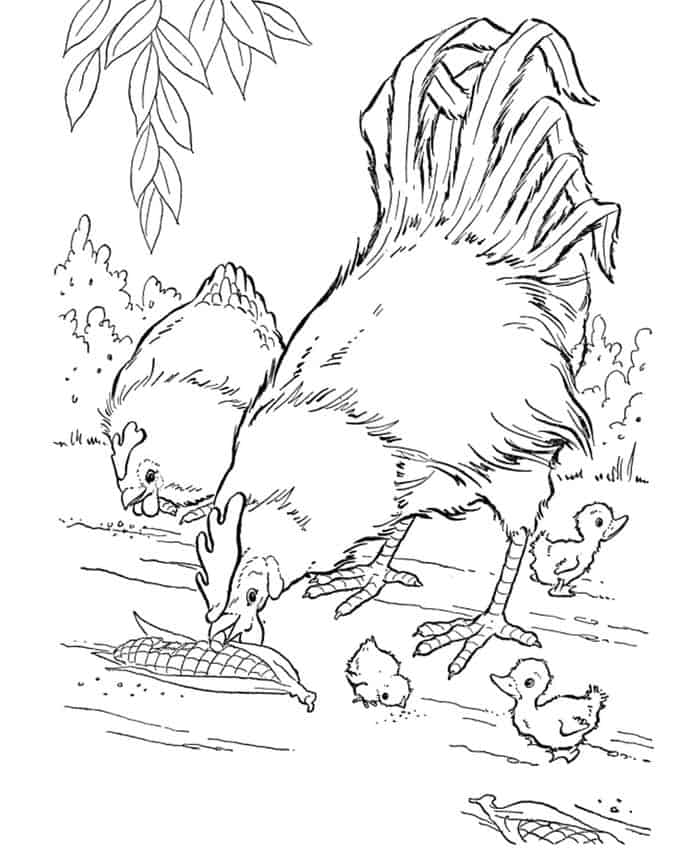 Chicken Coloring Pages Farm Animal