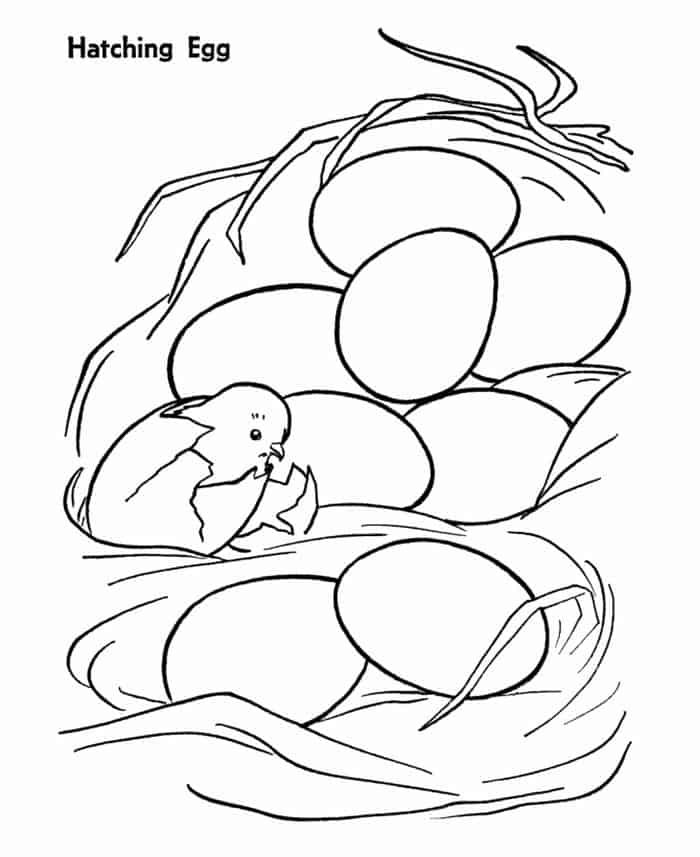 Chicken Egg Coloring Pages