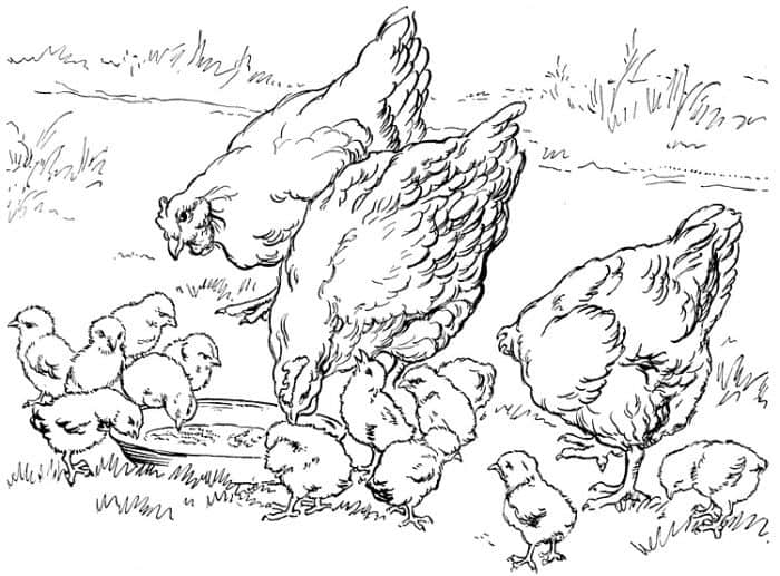 Chicken Seeds Coloring Book Pages