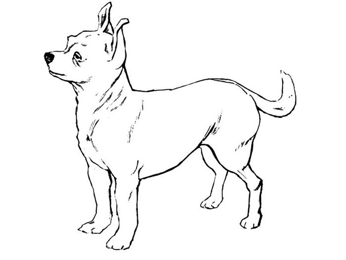 Chihuahua Dog Coloring Pages