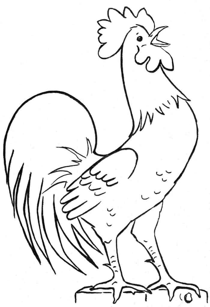 Coloring Book Pages Of An Chicken