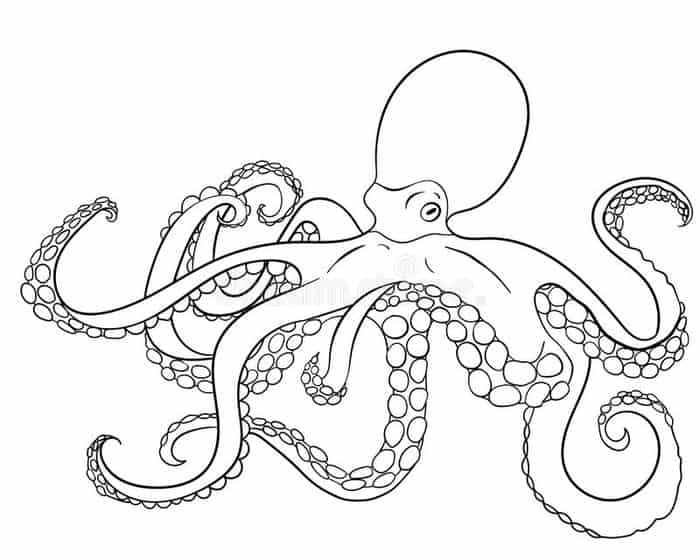 Coloring Pages Adul Octopus