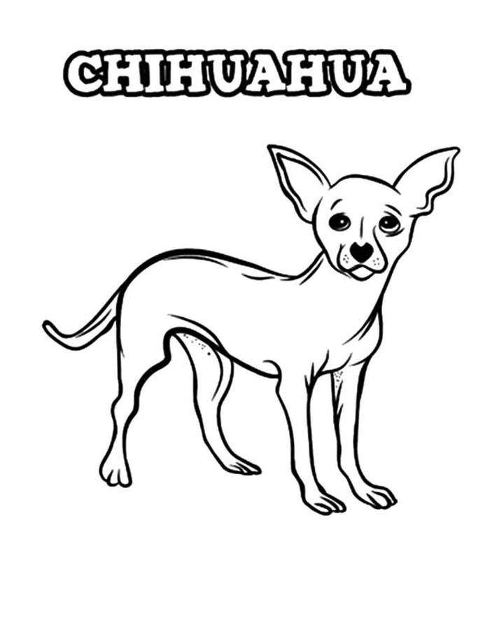 Coloring Pages For Adults Chihuahua