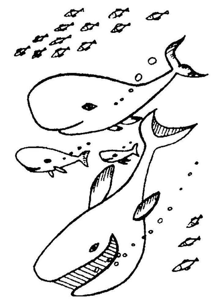 Coloring Pages For Adults Sea Animals