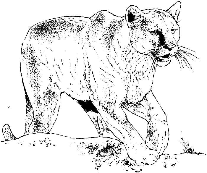 Coloring Pages For Leopard
