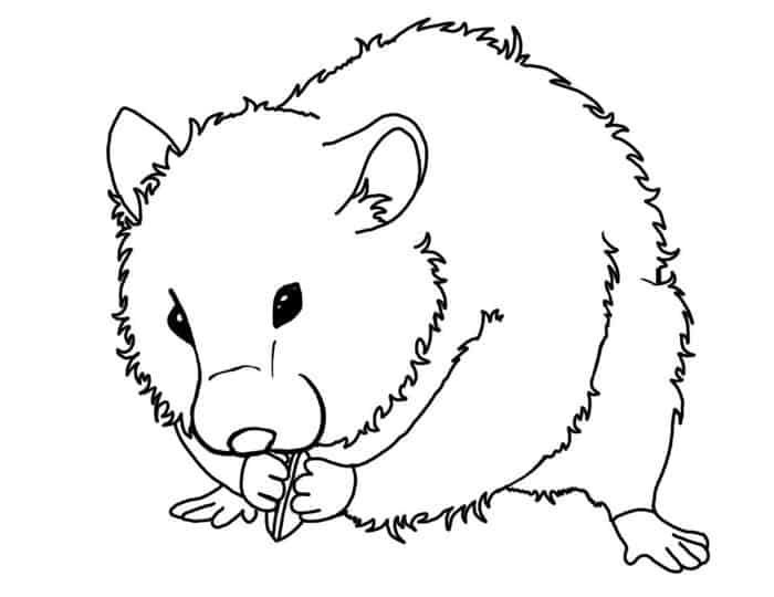 Coloring Pages H Hamster