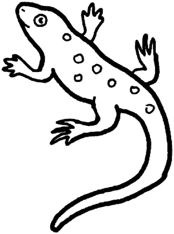 Coloring Pages Lizard Life Cycle