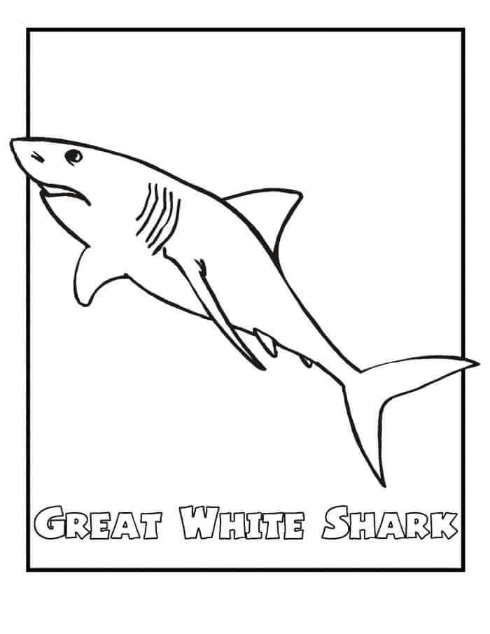 Coloring Pages Of A Great White Shark