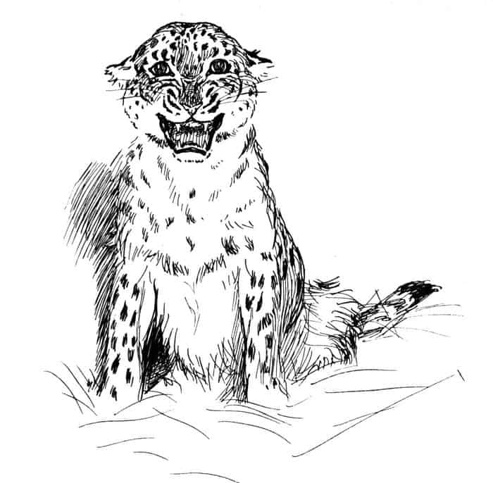Coloring Pages Of A Leopard