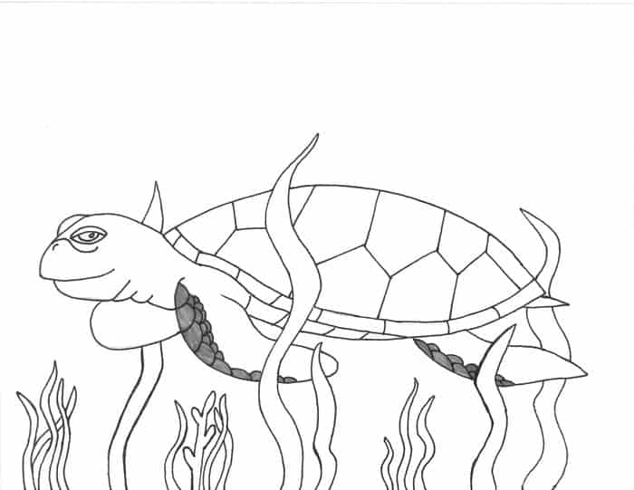 Coloring Pages Realistic Sea Turtle