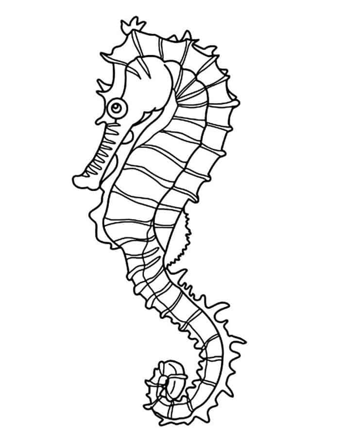 Detailed Coloring Pages Seahorse