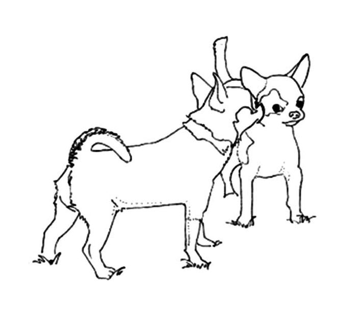 Easy And Cute Chihuahua Coloring Pages